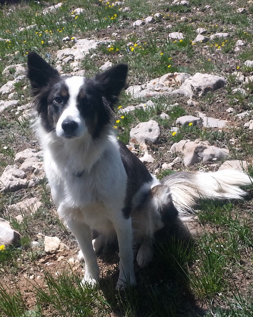 Leila, the July Dog of the Month