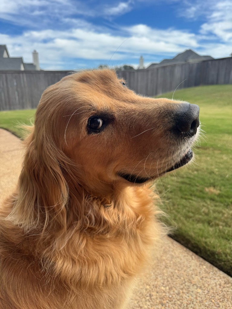 Fitz, the August Dog of the Month