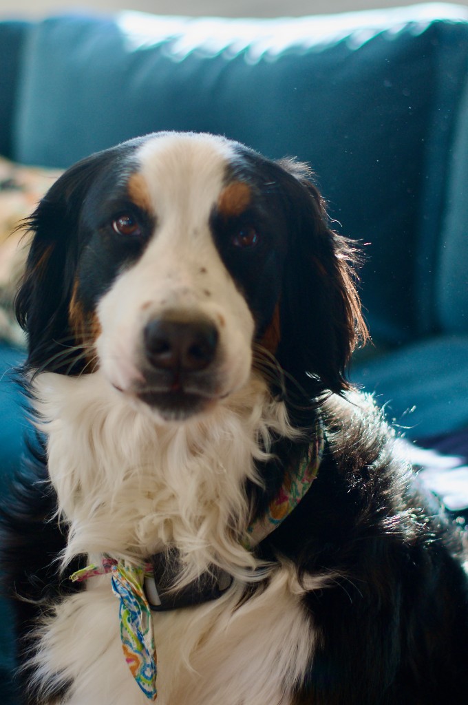Sadie, the October Dog of the Month, a Bernese Mountain Dog